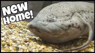 GIANT African Lungfish Moved to New SAFE Home [upl. by Nifled]