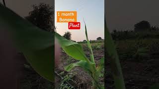 Pollen agro 1 manth banana plant [upl. by Nahtam]