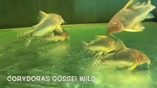 Corydoras gossei wild [upl. by Wesley]