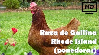 Raza de Gallina Rhode Island Colorada ponedoras HD [upl. by Errecart]