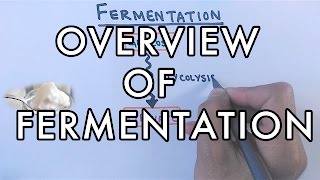 Overview of Fermentation  Lactic Acid amp Alcoholic Fermentation [upl. by Nnagrom]