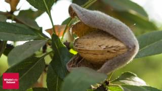 Amazing Facts You Didnt Know About California Almonds [upl. by Anaiq]