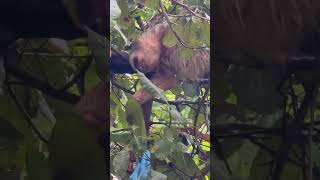 Feed me sloth costarica [upl. by Piefer105]