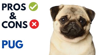 Pug Dog Pros and Cons  Pug Dog Advantages and Disadvantages [upl. by Bryce]