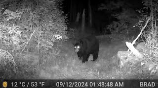 WISCONSIN BLACK BEARS  Life in the Northwoods  2024 [upl. by Eatnohs872]