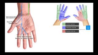 Branches of the Ulnar amp Median Nerves in Hand [upl. by Binky614]