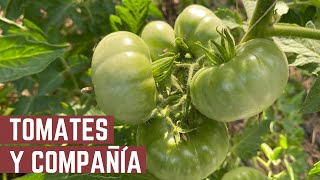 TODOS LOS SECRETOS DEL TOMATE  Mantenimiento de las Tomateras y Asociaciones  Tour por la Huerta [upl. by Akinal]