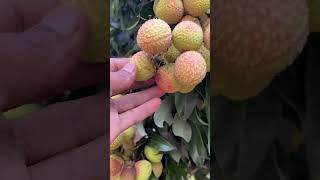 Lichi ki plant shorts litchi [upl. by Neelasor]