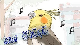 Erkek Sultan Papağanı Kur Ötüşü Male Cockatiel Singing [upl. by Ytsud]