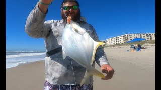 The POMPANO are HERE [upl. by Denton]