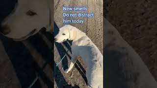 New Smells do not distract this Lab labpuppytraining labrador puppy [upl. by Graig]