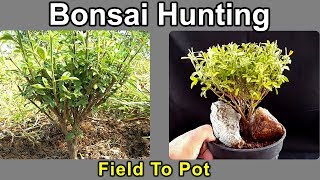 Bonsai Hunting  Field To Pot [upl. by Aisor852]