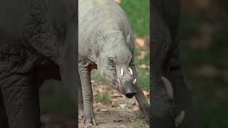 EL CERDO QUE PARECE UN CIERVO animales curiosidades naturaleza [upl. by Cannell]