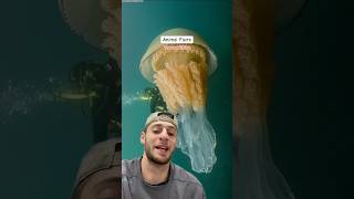 What to do if you’re stung by a jellyfish [upl. by Syman]