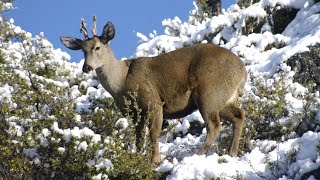 Recuperando al huemul en la región de Aysén Chile [upl. by Naamann]