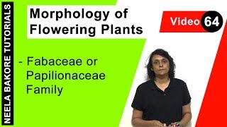 Morphology of Flowering Plants  NEET  Fabaceae or Papilionaceae Family  Neela Bakore Tutorials [upl. by Niveb122]