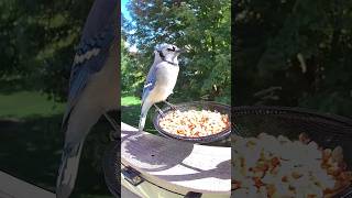 Blue Jay enjoying peanuts [upl. by Brodie215]