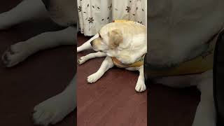 Noddy amp uske Nakhre 😂❤️👻 goldenlab doglover labrador shorts viralvideo [upl. by Nosreip]