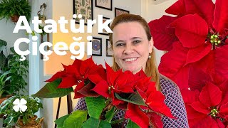 Atatürk Çiçeği Poinsettia Bakımı Nasıl Yapılır 🌱 Yaprakları Neden Dökülür 👀🌿 [upl. by Freda]