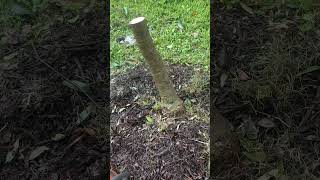 Trying to save a mango tree mangotree andrethefarmer permaculturelife gardening grafting [upl. by Ohce612]