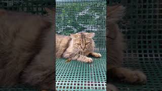 Кот Манул на скамейке в парке 😻 Смешные коты 😹 Manual cat on bench in park 😸 Funny cats Cute memes 🐾 [upl. by Aya]