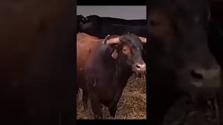 FERIA DEL TORO ♉ GANADERO TOROS DE LIDIA MUY BRAVOS TOROSIMPACTOTOTAL 🩷 cultura toros toriles [upl. by Valaree]