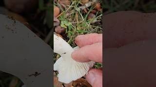 Nicoreti rascovi vinecioare mushrooms russula redmushroom [upl. by Gibb]