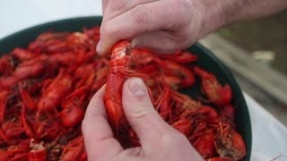 How To Eat a Crawfish [upl. by Georgette]