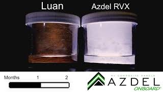 Azdel Lauan 2Month Mold TimeLapse [upl. by Brooking]