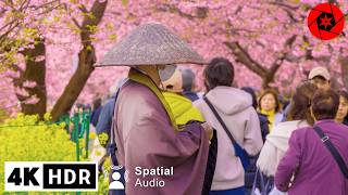 2024 Japan Earliest Cherry Blossoms  Kawazu Sakura  4K HDR Relaxation  3 Hours [upl. by Diarmuid14]