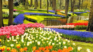 Keukenhof Gardens and Tulip Fields Tour from Amsterdam [upl. by Sigfrid807]