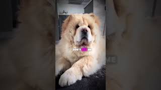 Meet The Chow Chow 45100 subscribers Subscribe for more animal videos [upl. by Veronica]