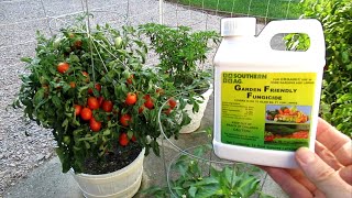 Grow Healthier TOMATO Plants Cure BLIGHT and WILT with FUNGICIDE Treatments SUPER Results [upl. by Evanne953]