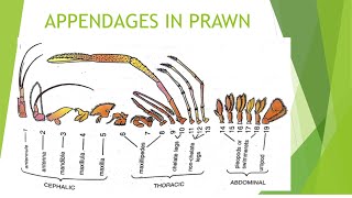 Appendages in prawn by Dr Balram Sain [upl. by Magnum]