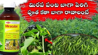 Triacontanol 005� Miraculan మిరపలోtriacontanolఎలావాడాలి మిరపపంటపెరగడానికి [upl. by Eilrahs577]