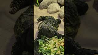 Dinner time at Reptilia Reptiles Eating [upl. by Manoop560]