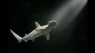 Bonnethead Shark Bin3aiah Fishes [upl. by Jemy134]