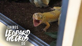 16 Things That Leopard Geckos Do [upl. by Idok]