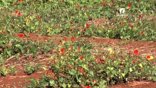 Plantas Daninhas na Canadeaçúcar  Ourofino Agrociência [upl. by Ragde]