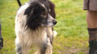 Sheep Herding Dogs in Scio Andy’s Adventures  2024 [upl. by Carmel]