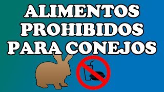 Alimentos prohibidos para conejos [upl. by Atworth]