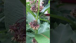 Plant Spotlight  Common Milkweed Asclepias syriaca [upl. by Nosila]