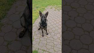 German Shepherd  Akc German Shepherd Pure Breed gerakcpuppies k9 purebreed [upl. by Alaik]