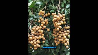 longan tropical fruit tree of the soapberry family longan [upl. by Aicilak474]