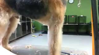 Grooming a pet Airedale Terrier [upl. by Tnafni]