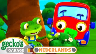 Baby Trucks eerste bezoek  Geckos Garage Nederlands  Vrachtwagen Cartoons Voor Kinderen [upl. by Nylacaj135]