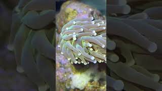 Using flatworm exit in my reef They were taking over my torch coral flatworms exit torch coral [upl. by Nagap]