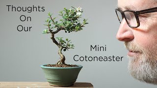 Bonsaify  Tips for Mame Cotoneaster Bonsai in Spring [upl. by Newfeld261]