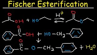 Fischer Esterification Reaction Mechanism  Carboxylic Acid Derivatives [upl. by Jenica]