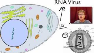 Viral Replication [upl. by Derrick]